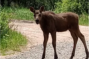 121 Pine Nut Ln, Red Feather Lakes, CO 80545 - Photo 32