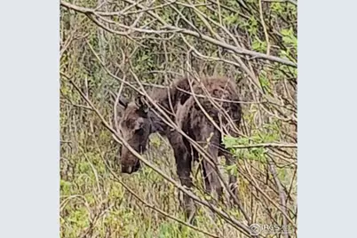 121 Pine Nut Ln, Red Feather Lakes, CO 80545 - Photo 38