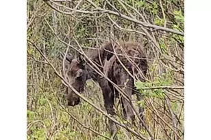 121 Pine Nut Ln, Red Feather Lakes, CO 80545 - Photo 38