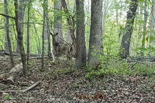 Lot 2 Deer Run Trail, Hillsborough, NC 27278 - Photo 1