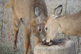 4164 County Rd 1, Bellefontaine, OH 43311 - Photo 66