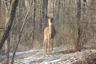 4164 County Rd 1, Bellefontaine, OH 43311 - Photo 64