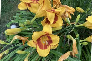 1054 Wilhelmina Dr, Vandalia, OH 45377 - Photo 46