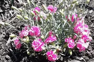 1117 Scenic Ct, Troy, OH 45373 - Photo 56