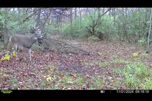 924 Eris Rd, Urbana, OH 43078 - Photo 90