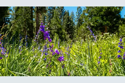 2081 Tahoe Mountain Road, South Lake Tahoe, CA 96150 - Photo 68