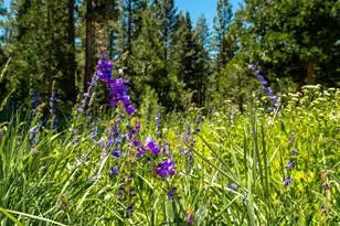 2081 Tahoe Mountain Rd, South Lake Tahoe, CA 96150 - Photo 68