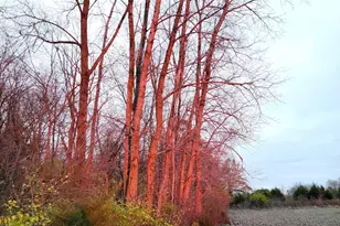 414 W Sparrow Rd, Springfield, OH 45502 - Photo 1