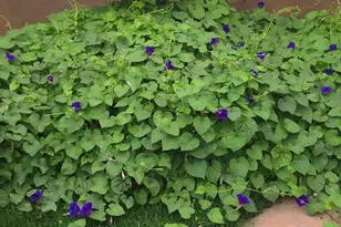 1628 R St, Penrose, CO 81240 - Photo 42