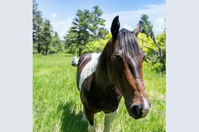 8221 Cuerna Verde Rd, Rye, CO 81069 - Photo 44