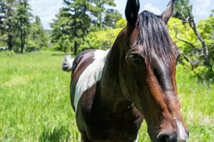 8221 Cuerna Verde Rd, Rye, CO 81069 - Photo 44