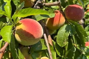 417 Greenwood Ave, Canon City, CO 81212 - Photo 50