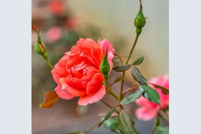 4212 Getaway Place, Pueblo, CO 81008 - Photo 42