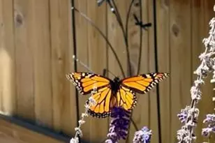 803 Thorncrest Dr, Pueblo, CO 81005 - Photo 48