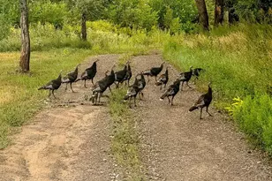 8010 County Road 53 1, Trinidad, CO 81082 - Photo 42