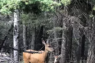 10401 Windy Ridge Rd, Aguilar, CO 81020 - Photo 28