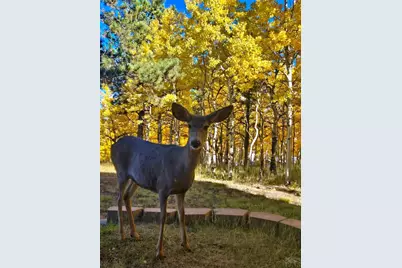 162 Ridge Top Dr, Divide, CO 80814 - Photo 38