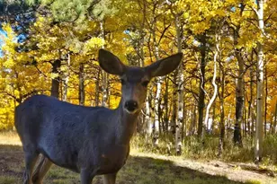 162 Ridge Top Dr, Divide, CO 80814 - Photo 38