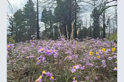 Lot 542 Forbes Pk, Fort Garland, CO 81133 - Photo 1