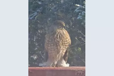 3681 County Rd 510, Walsenburg, CO 81089 - Photo 32