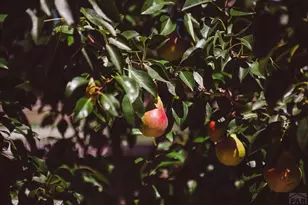 533 W Archer Dr, Pueblo West, CO 81007 - Photo 62