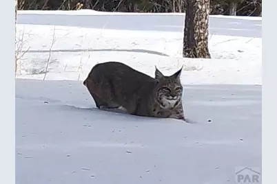 3140 Schierl Rd, Fort Garland, CO 81133 - Photo 46