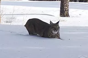 3140 Schierl Rd, Fort Garland, CO 81133 - Photo 46