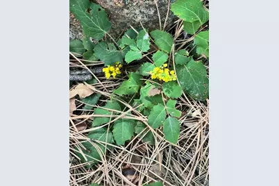 40 Acres Hwy 78, Beulah, CO 81023 - Photo 10