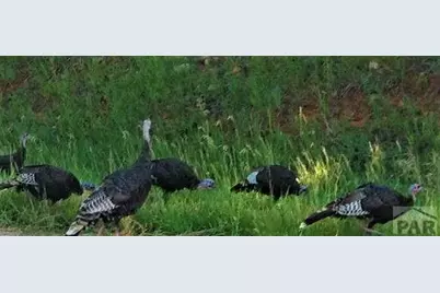 40 Acres Hwy 78, Beulah, CO 81023 - Photo 8