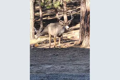 23251 Elk Tr, Aguilar, CO 81020 - Photo 58