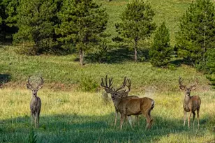 2323 Cr 323, Westcliffe, CO 81252 - Photo 28