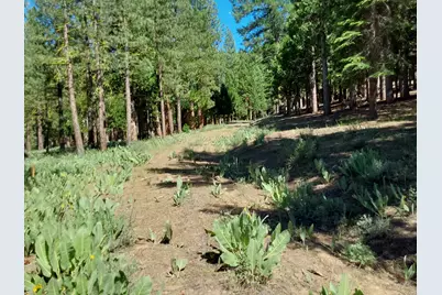 5028 Harvest Moon #18, Portola, CA 96122 - Photo 44