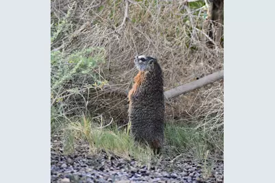 213 S 975 W #4, Torrey, UT 84775 - Photo 34