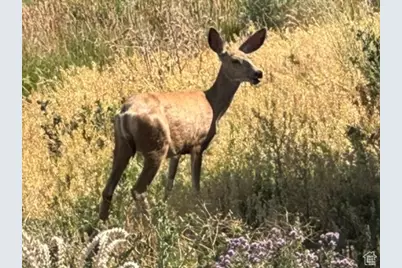 3042 S Chukar Dr, Garden City, UT 84028 - Photo 26