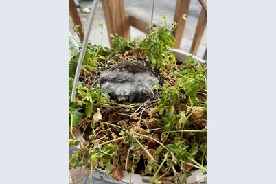 451 E 6000 N, Kenilworth, UT 84529 - Photo 34