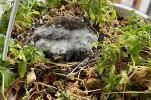 451 E 6000 N, Kenilworth, UT 84529 - Photo 34