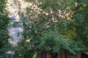 83 E Miners St, Ophir, UT 84071 - Photo 6