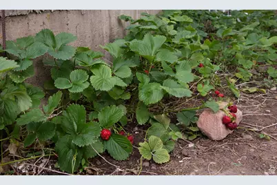 4891 S 2875 W, Roy, UT 84067 - Photo 52