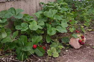 4891 S 2875 W, Roy, UT 84067 - Photo 52