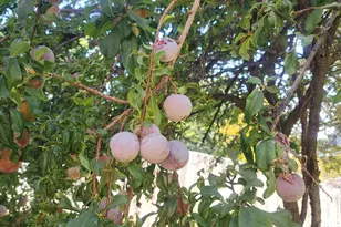 4891 S 2875 W, Roy, UT 84067 - Photo 54