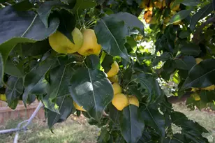 399 N 3425 W, West Point, UT 84015 - Photo 20