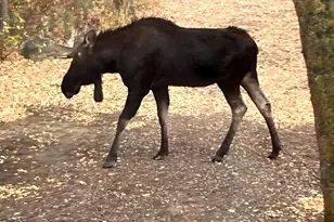 26 Birch Creek Dr, Fairview, UT 84629 - Photo 58