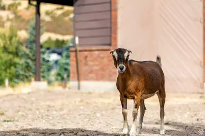 1801 N Fort Canyon Rd, Alpine, UT 84004 - Photo 68