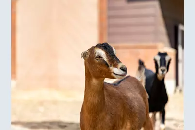 1801 N Fort Canyon Rd, Alpine, UT 84004 - Photo 72