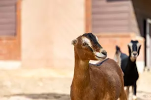 1801 N Fort Canyon Rd, Alpine, UT 84004 - Photo 72