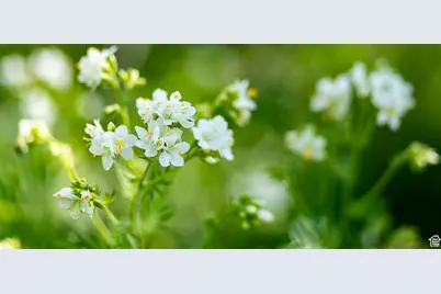 5156 N Pebble Dr #75, Midway, UT 84049 - Photo 4