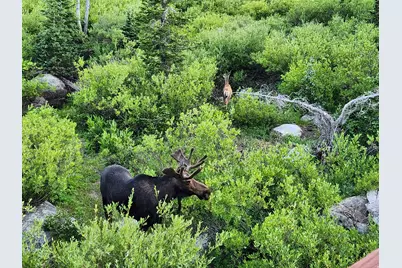 8101 S Millicentview Ln, Brighton, UT 84121 - Photo 54