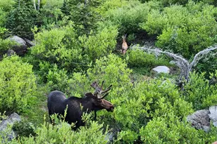 8101 S Millicentview Ln, Brighton, UT 84121 - Photo 54