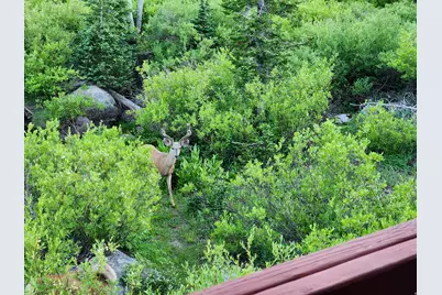 8101 S Millicentview Ln, Brighton, UT 84121 - Photo 52