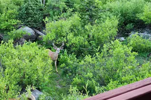 8101 S Millicentview Ln, Brighton, UT 84121 - Photo 52